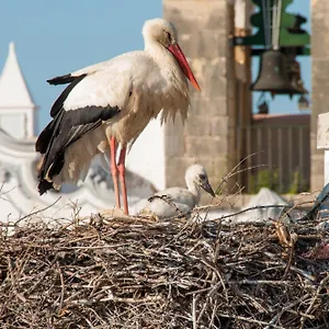 Stork , Olhão Portugal
